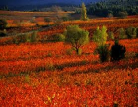 Longuedoc