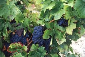wein